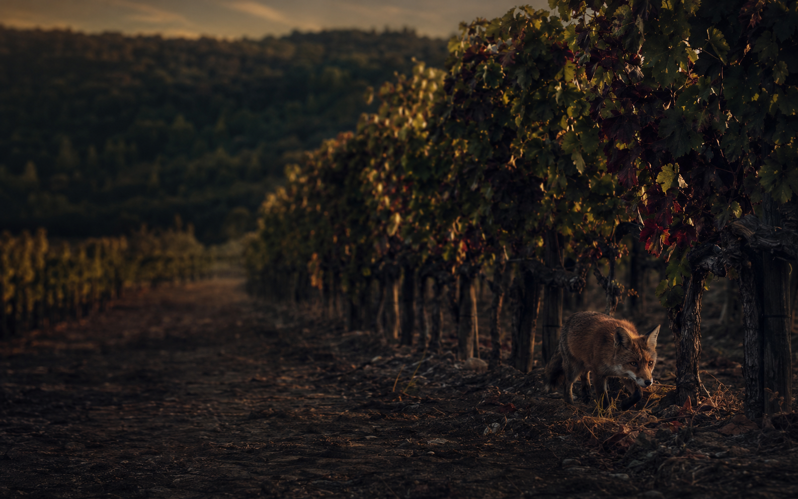Zorra pequeña cazando entre las vides de un viñedo al atardecer.